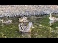 Mama duck and her ducklings | Cute family #cuteanimals #cute #cuteanimal #duckling #animalfamily