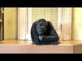 Mother gorilla who wants to play with her beloved daughter｜Shabani Group