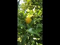 柚子の収穫方法
