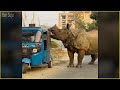 Most Deadly Rhino Attacks and Brutal Encounters !