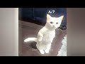 Funniest Dogs and Cats 🐱😍 Funniest Animals 2024 😹