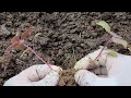Cách trồng tía tô trong chậu bằng hạt tại nhà.