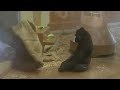 Hilarious Gorilla Cuddles Up To His Sister While The Silverback Sleeping | The Shabani's Group