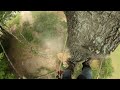No Rope Oak #tree #climbing #treeclimbing #arborist #treelife