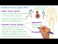 Central Nervous System vs Peripheral Nervous System | CNS & PNS Structure and Function
