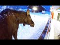 I Made A Moose Bar - I Help Wild Moose During The Winter