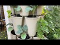 🌿Planting Cole Crops in My Greenstalk Planters🥦 How I Grow Food in My APARTMENT! Tiny Garden Inspo