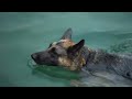 DOG TV: Best Relaxing Music for Dogs • Prevent Boredom & Anxiety with Dog Music Videos | Dog Relax