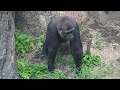 Gorilla Fight | Silverback Haoko attacks son and made mom and siblings angry 🦍💢