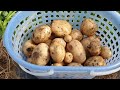 [23-66]감자 수확 이때 하세요. 90일된 감자 몇개 캐봤어요