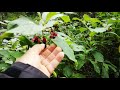 गलाटे पदयात्रा , कानानास्किस क्षेत्र,अल्बर्टा , क्यानडा । Galatea Hike, Kanananaskis Region, Alberta