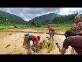 Ropai Ma Ful Ra Biu Ko Bhakari / Rice Planting With Oxen / Nepal Rice Farming / Bhuwan Singh Thapa