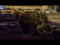 Bengal cat Enjoying blanket