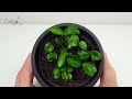 How to germinate lemon seeds - Never fail -