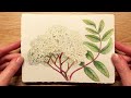 The art of making botanical drawings ✧ Draw With Me