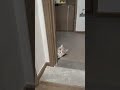 Peeping Cat