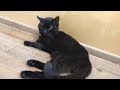 Relaxing CATS UKRAINE and my CATS WORKING HARD #relaxing #cat #cats #cute #funny #funnyvideo #4k
