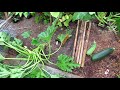 How to Use Hydrogen Peroxide to Treat Powdery Mildew on Squash & Zucchini: Fungus Identification