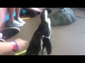 African penguin encounter