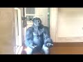 Grandma Gorilla can't get a sleep because of her.｜Shabani Group｜Nene