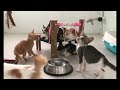 Epic Cat Antics That Will Brighten Your Day 😘 Funny Videos Every Days 😻