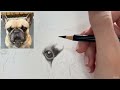 French Bulldog in Coloured Pencils / Drawing Tutorial - Part 1