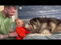 Old Husky & Baby Fall In Love With New Family Baby!💖. [TRY NOT TO SMILE!!]