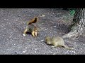 Squirrel vs Gopher (Squirrel Attacks Gopher Over A Date!)