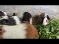 Little Guinea Pigs Gave Birth To Their First Litter 0f 3 Pups