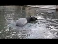 Malayan Tapir Swimming