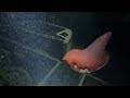 Diving Red Sea Wrecks