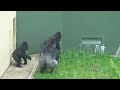 Male Gorilla Takes Away The Plaything From His Sister | The Shabani's Group