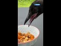 Wild Crow Has Coffee With His Rescuer Every Day | The Dodo