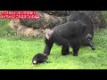 Louis's Great Adventure ② Nonhoi Park Toyohashi General Animal and Botanical Park. Chimpanzee