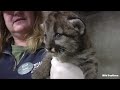 All Big Cat Cubs Sound - Tiger Cub VS Lion Cub VS Jaguar Cub