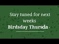 Birdsday Thursday: The House Wren