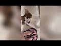 Funny Moments of Cats | Funny Video Compilation - Fails Of The Week #27