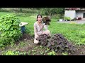#132 Nhận được thẻ cư trú ở Pháp-gái Việt mang cả vườn rau thơm bầu bí su sang Pháp-nhìn lại năm qua