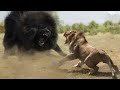 Top 10 Strongest Animals That The Lion Never Want to Meet - Blondi Foks