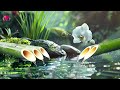 Relaxing Music 🌿 Sound of Bamboo Water Helps to Stabilize The Mind, Restore Health