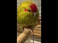 Новозеландский попугай Какарик Краснолобый Бегающий Прыгающий
