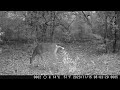 11/20/23 Trail Cam - The Bears are Back, Does, Raccoons, Opossum, and Way Too Many Hogs