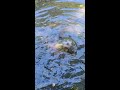 Two snapping turtles face off