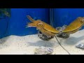 Cuttlefish vs Crab