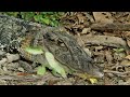 The Greatest Wonders of Guyana's Wild Savannah | Full Documentary