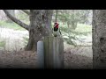 Meet the Yellow-bellied Sapsucker