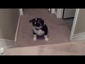Aussie Shepard Puppy vs Stairs