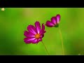 Soothing Piano Music for Calm & Tranquility🌻Serene Piano Instrumentals for Focus and Concentration