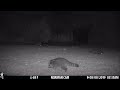 Three Grey Foxes and 6 racoons Trail Cam August 7 8 2022