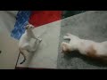 ARNAB vs KUCING FIGHT | Kitten 🐈🐾